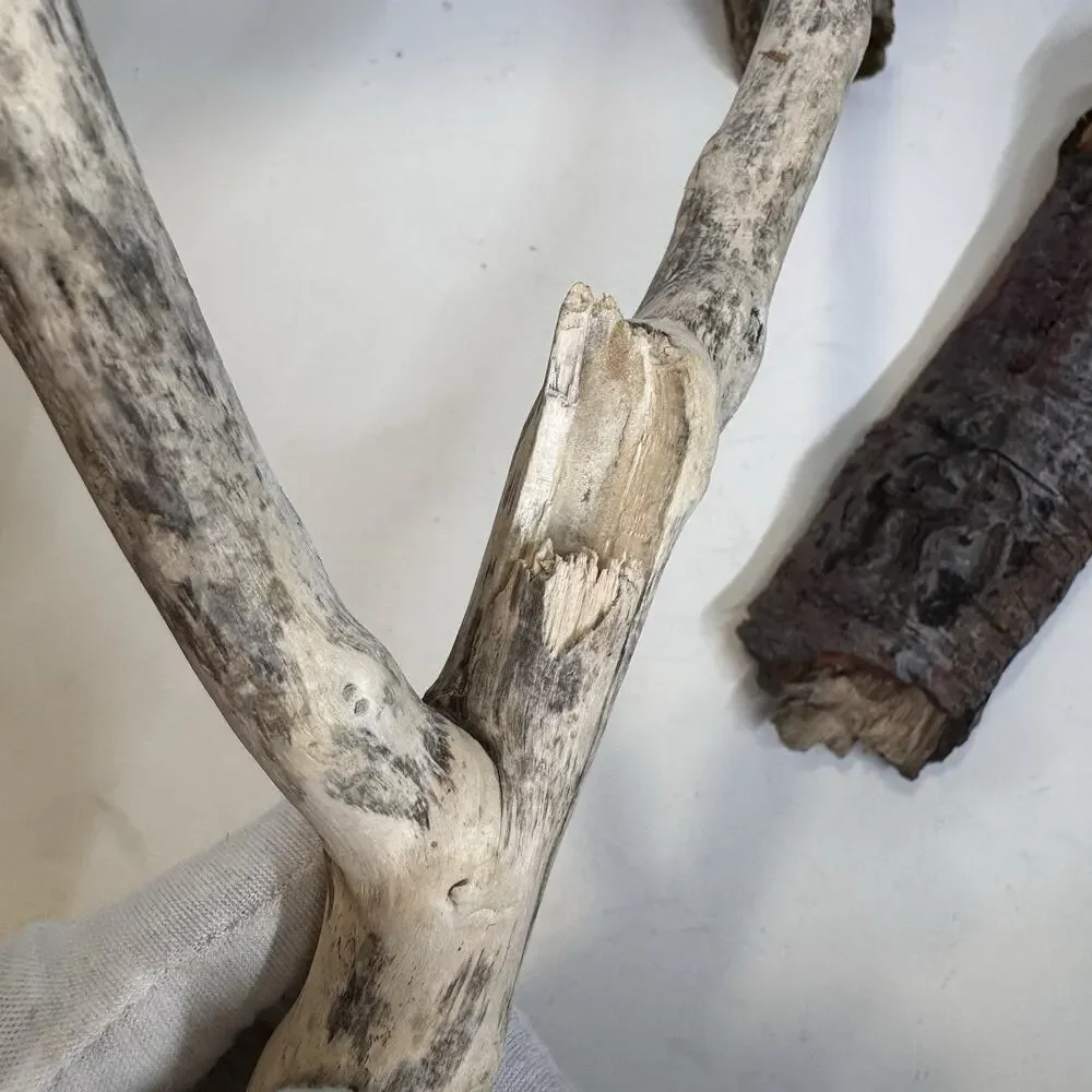 Driftwood 3 Piece Lot Natural Aquarium Terrarium Beach Decor Taxidermy Y Shaped